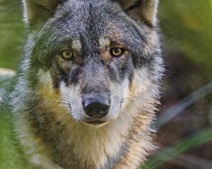 Preview wallpaper wolf, glance, predator, grass, wildlife