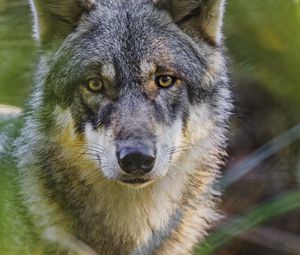Preview wallpaper wolf, glance, predator, grass, wildlife