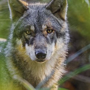 Preview wallpaper wolf, glance, predator, grass, wildlife