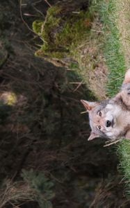 Preview wallpaper wolf, glance, predator, animal, grass