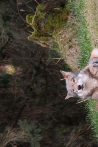 Preview wallpaper wolf, glance, predator, animal, grass