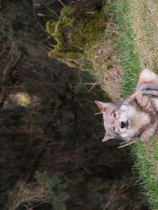 Preview wallpaper wolf, glance, predator, animal, grass