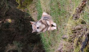 Preview wallpaper wolf, glance, predator, animal, grass