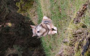 Preview wallpaper wolf, glance, predator, animal, grass