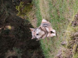 Preview wallpaper wolf, glance, predator, animal, grass