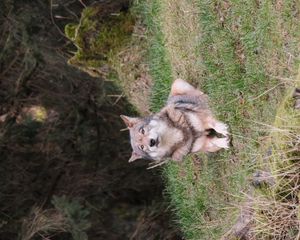 Preview wallpaper wolf, glance, predator, animal, grass