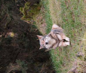 Preview wallpaper wolf, glance, predator, animal, grass