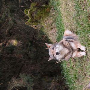 Preview wallpaper wolf, glance, predator, animal, grass