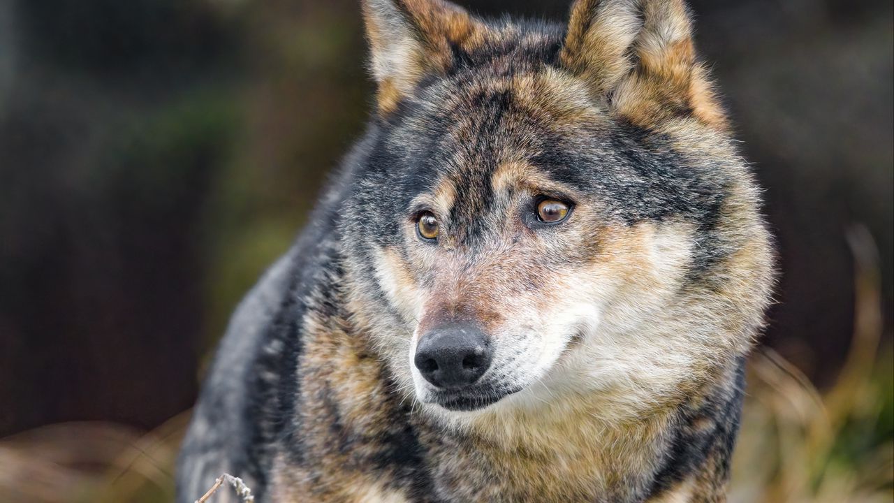 Wallpaper wolf, glance, predator, wildlife, animal hd, picture, image