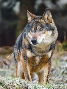 Preview wallpaper wolf, glance, predator, wildlife, animal