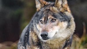 Preview wallpaper wolf, glance, predator, wildlife, animal