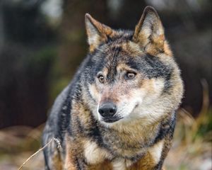 Preview wallpaper wolf, glance, predator, wildlife, animal