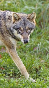 Preview wallpaper wolf, glance, predator, grass, animal