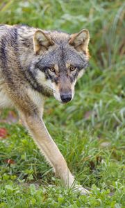 Preview wallpaper wolf, glance, predator, grass, animal