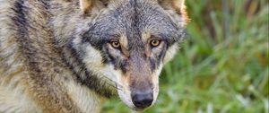 Preview wallpaper wolf, glance, predator, grass, animal