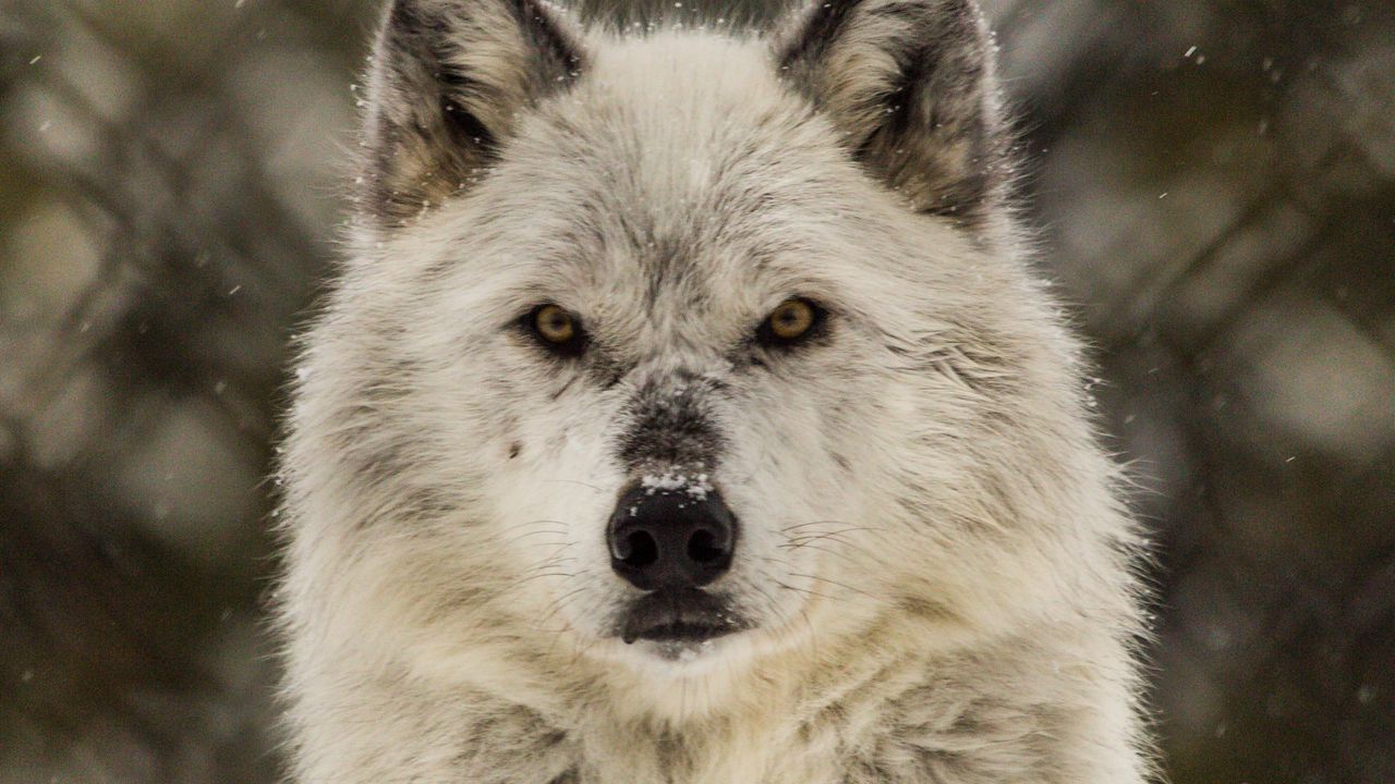 Wallpaper wolf, glance, predator, wildlife, snow