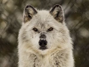 Preview wallpaper wolf, glance, predator, wildlife, snow