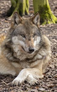 Preview wallpaper wolf, glance, predator, animal, wildlife, blur
