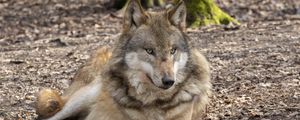 Preview wallpaper wolf, glance, predator, animal, wildlife, blur