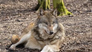 Preview wallpaper wolf, glance, predator, animal, wildlife, blur