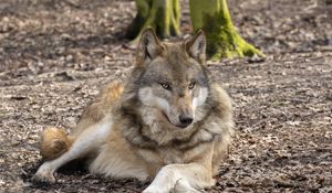 Preview wallpaper wolf, glance, predator, animal, wildlife, blur