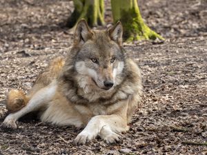 Preview wallpaper wolf, glance, predator, animal, wildlife, blur