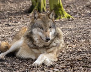 Preview wallpaper wolf, glance, predator, animal, wildlife, blur