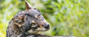 Preview wallpaper wolf, glance, predator, grass, animal, blur