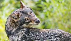 Preview wallpaper wolf, glance, predator, grass, animal, blur