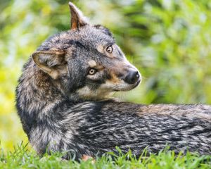 Preview wallpaper wolf, glance, predator, grass, animal, blur