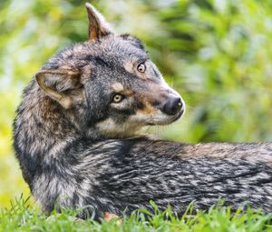 Preview wallpaper wolf, glance, predator, grass, animal, blur