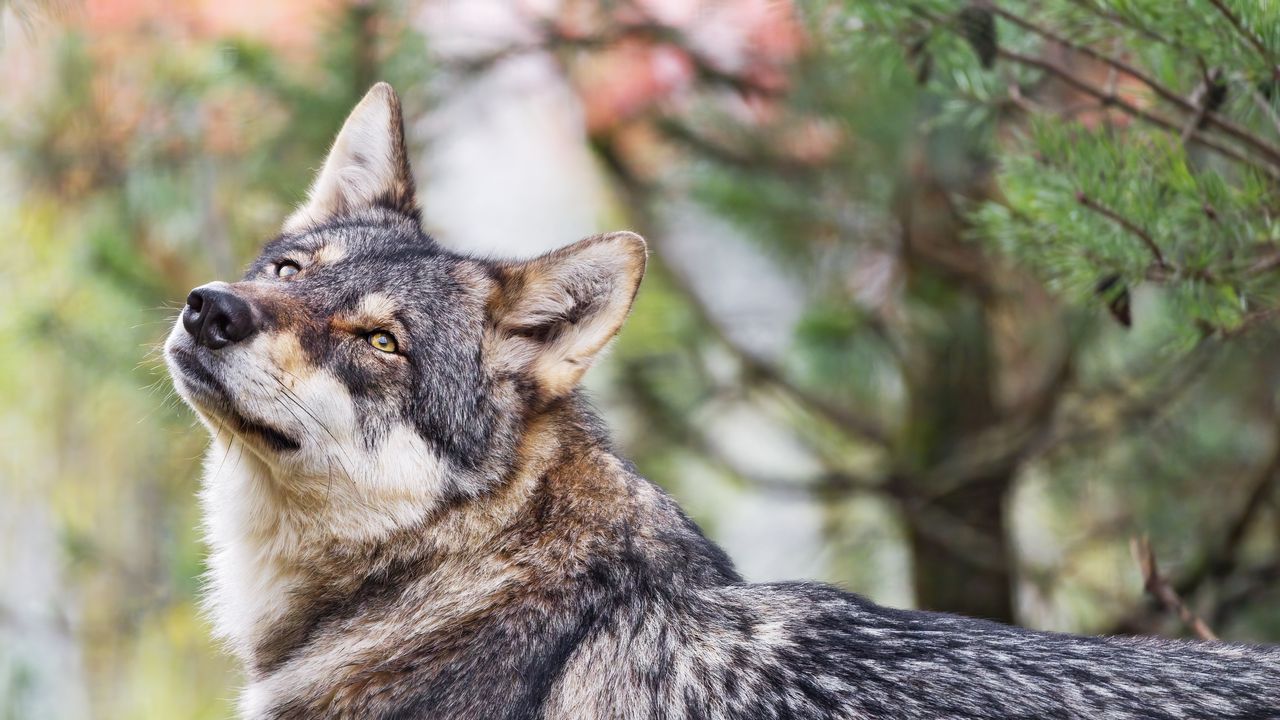 Wallpaper wolf, glance, predator, animal, blur