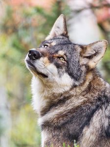 Preview wallpaper wolf, glance, predator, animal, blur