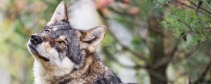Preview wallpaper wolf, glance, predator, animal, blur