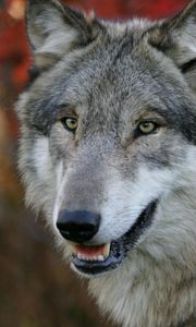 Preview wallpaper wolf, grass, flowers, face, predator, hunting, sight