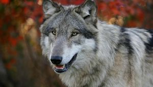 Preview wallpaper wolf, grass, flowers, face, predator, hunting, sight