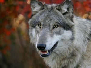 Preview wallpaper wolf, grass, flowers, face, predator, hunting, sight