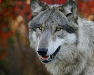 Preview wallpaper wolf, grass, flowers, face, predator, hunting, sight