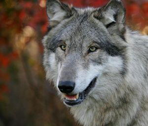 Preview wallpaper wolf, grass, flowers, face, predator, hunting, sight