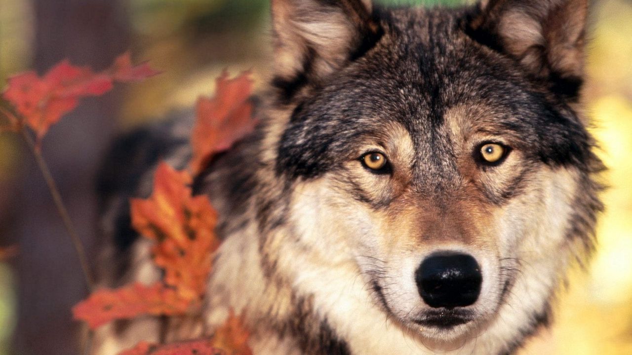 Wallpaper wolf, grass, leaves, face, eyes
