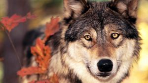 Preview wallpaper wolf, grass, leaves, face, eyes