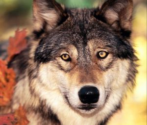 Preview wallpaper wolf, grass, leaves, face, eyes