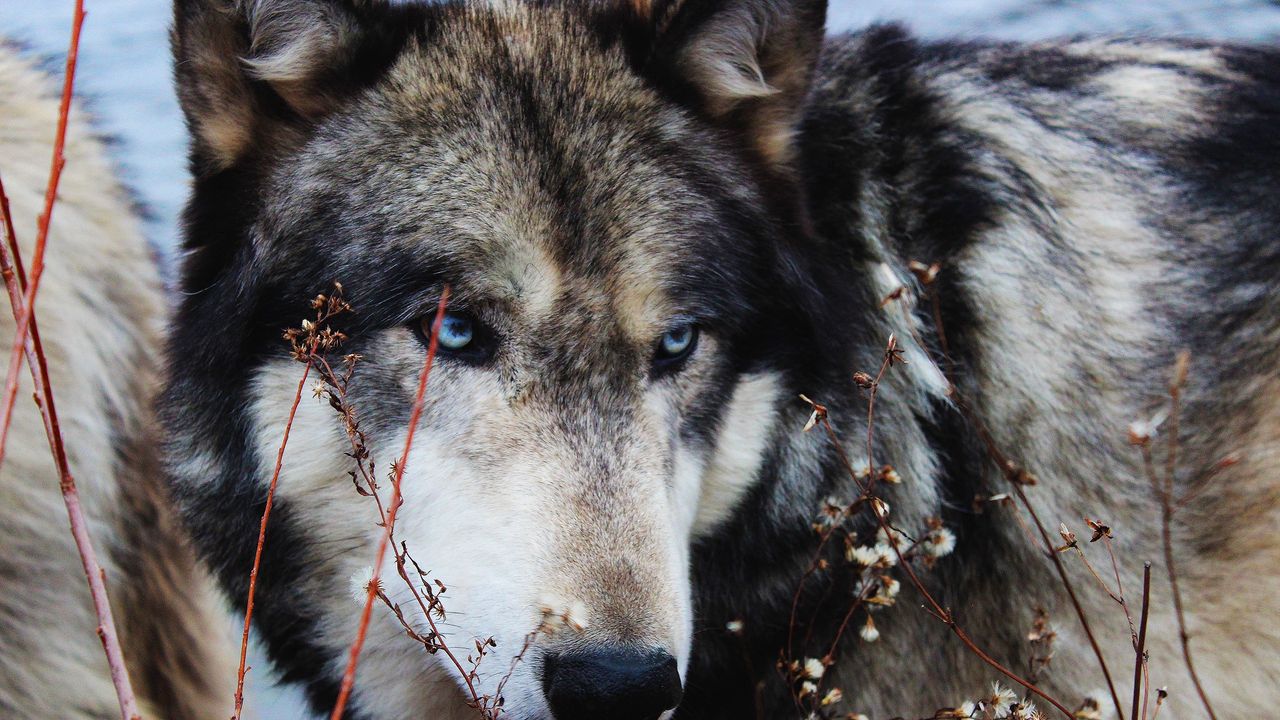 Wallpaper wolf, grass, muzzle, eyes, wild