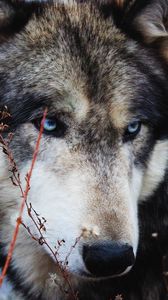 Preview wallpaper wolf, grass, muzzle, eyes, wild