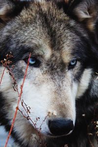 Preview wallpaper wolf, grass, muzzle, eyes, wild