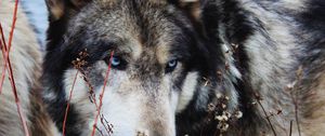 Preview wallpaper wolf, grass, muzzle, eyes, wild