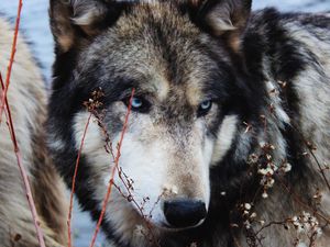 Preview wallpaper wolf, grass, muzzle, eyes, wild