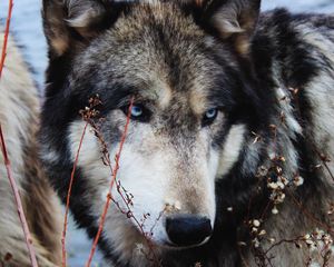 Preview wallpaper wolf, grass, muzzle, eyes, wild