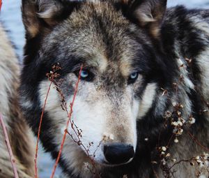 Preview wallpaper wolf, grass, muzzle, eyes, wild