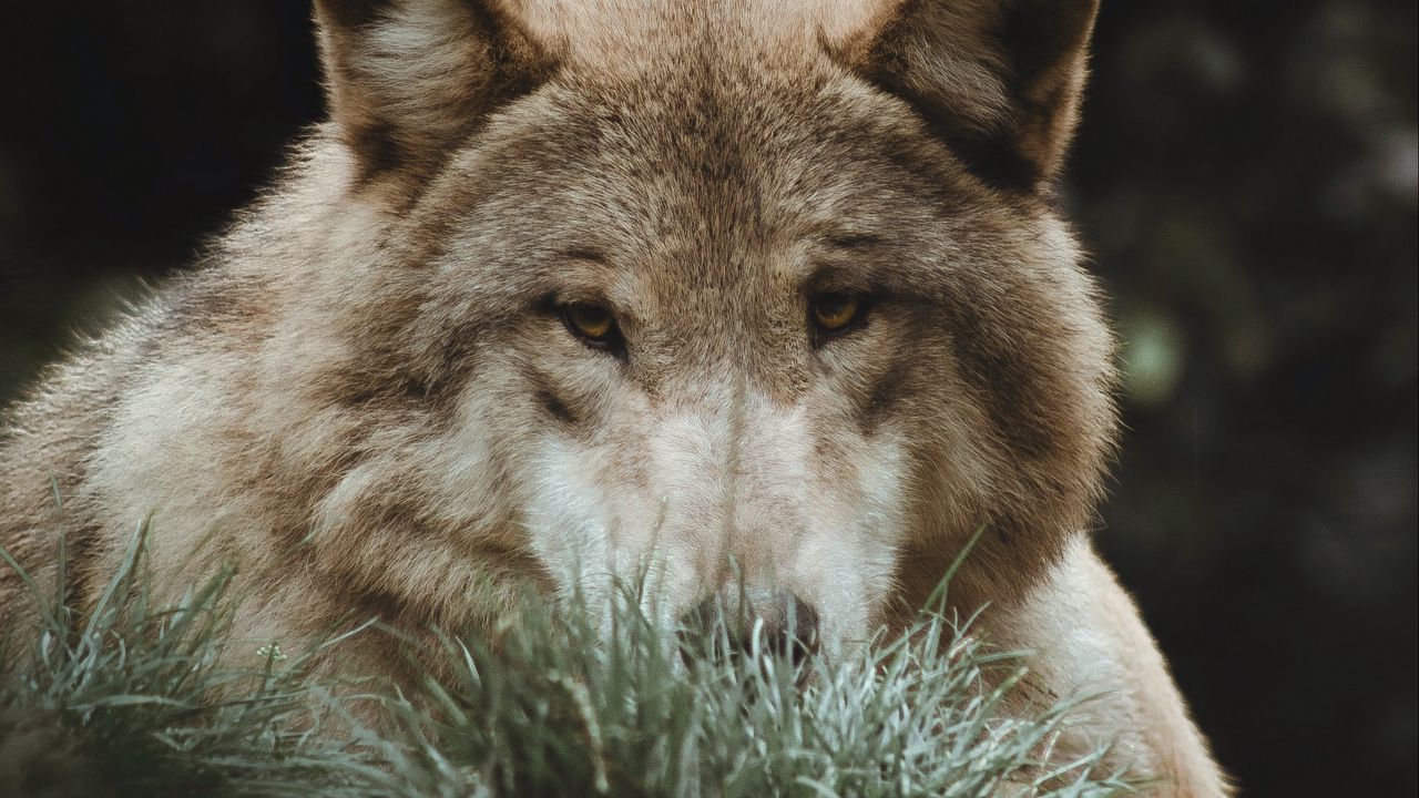 Wallpaper wolf, grass, predator, animal